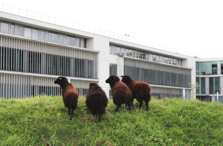 Eco-pâturage sur le site de Gennevilliers